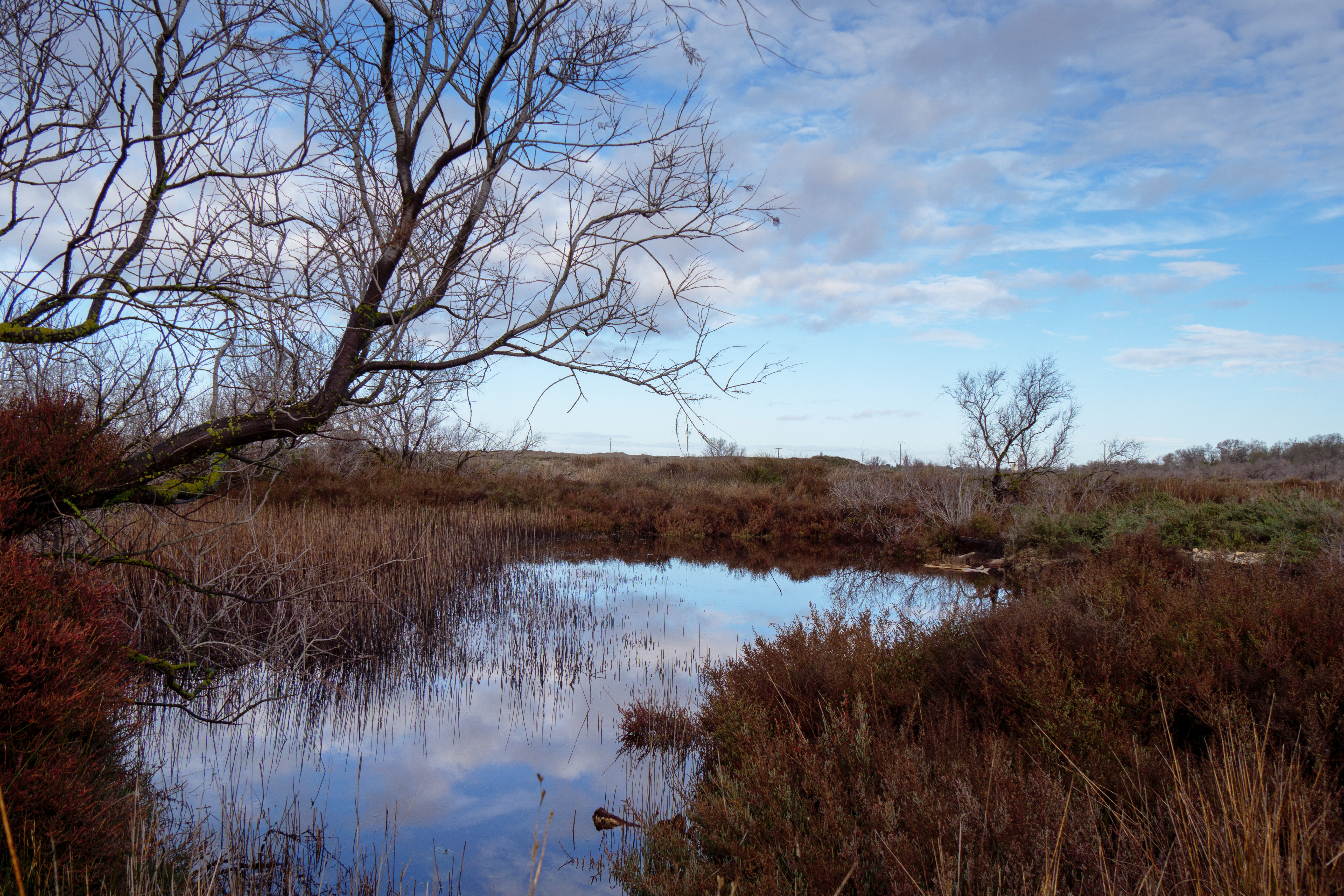 Parc Naturel de Camargue